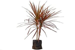Dracena Tricolour