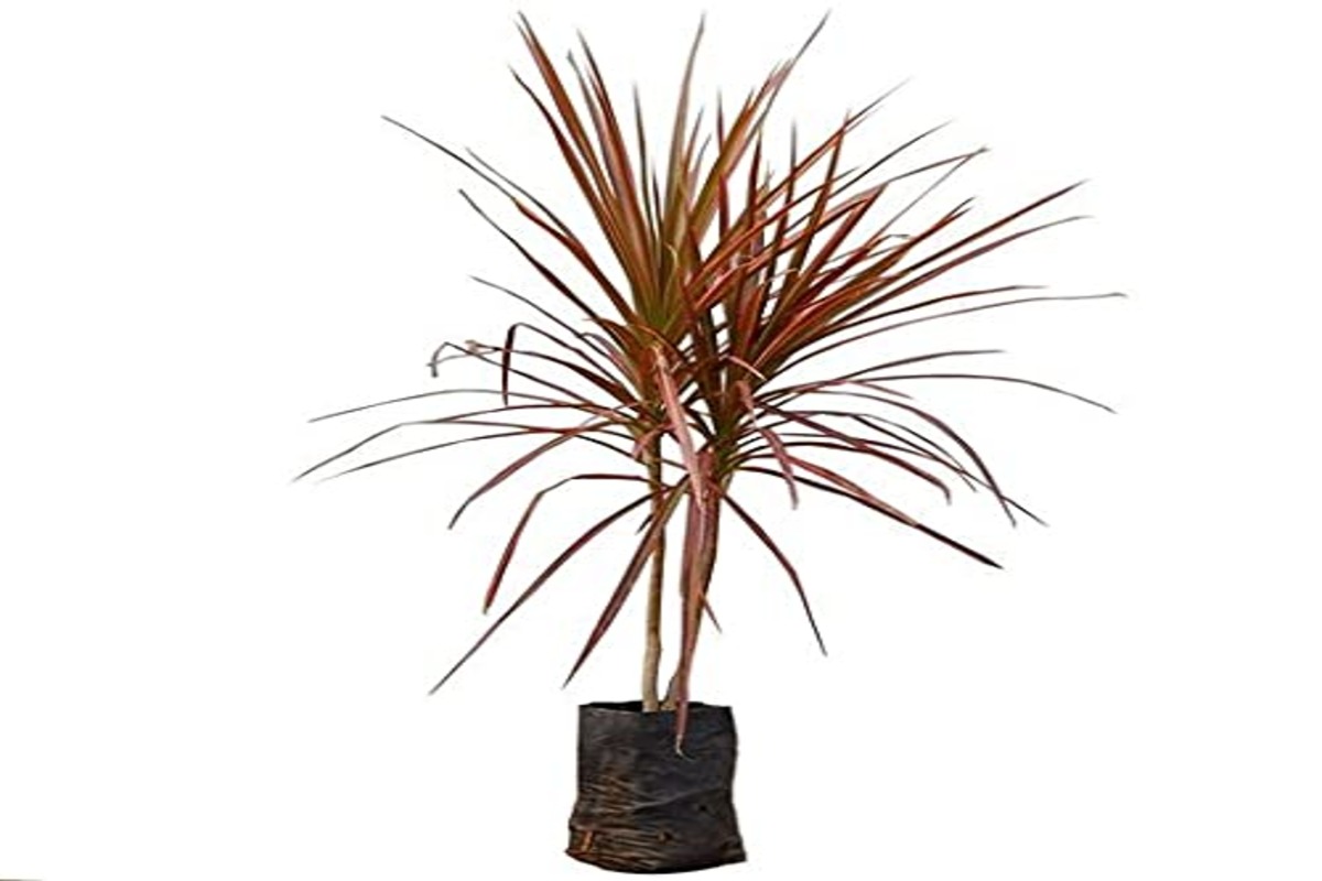 Dracena Tricolour