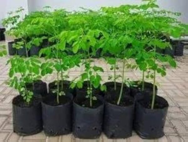 Drumstick/Moringa - Image 5