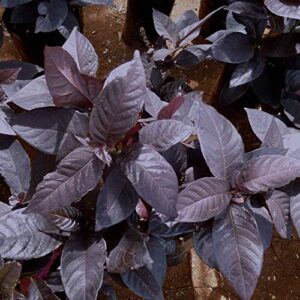 Eranthemum