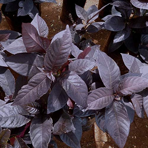 Eranthemum