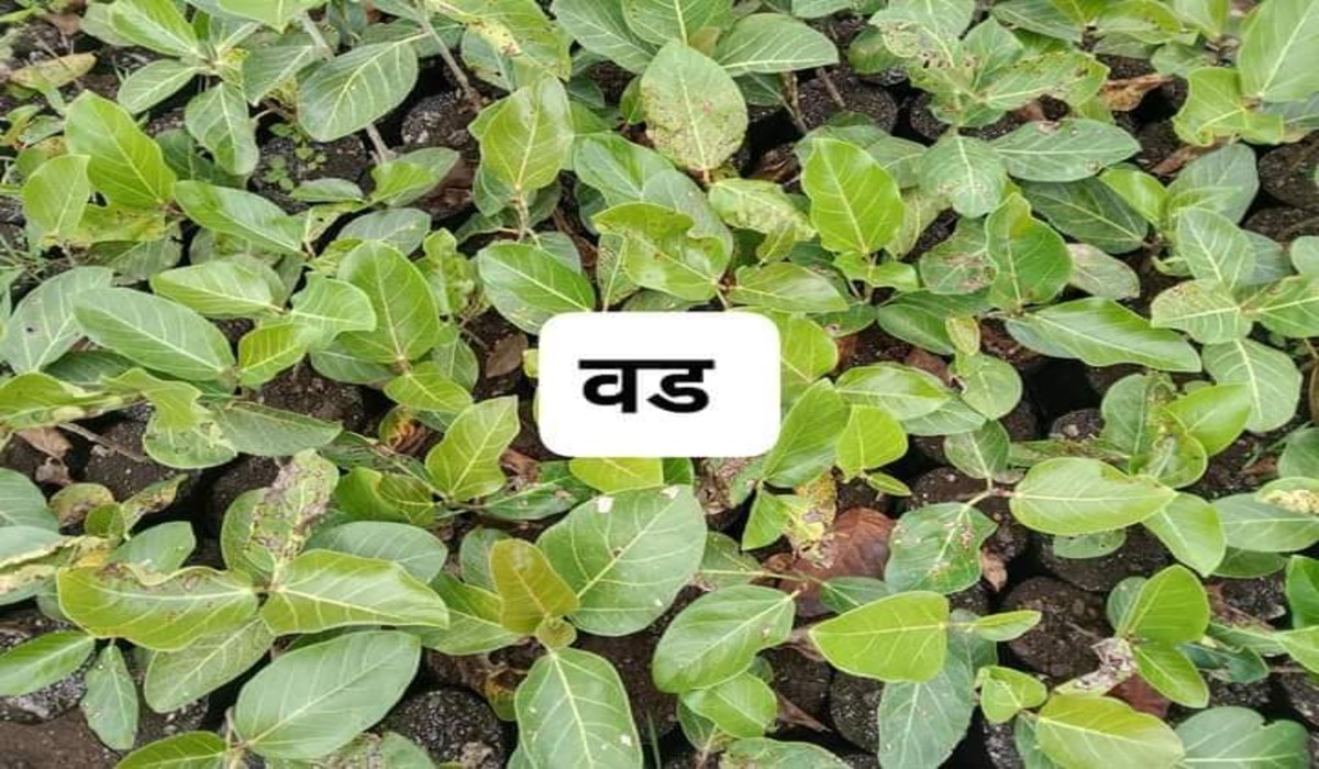 Bargad