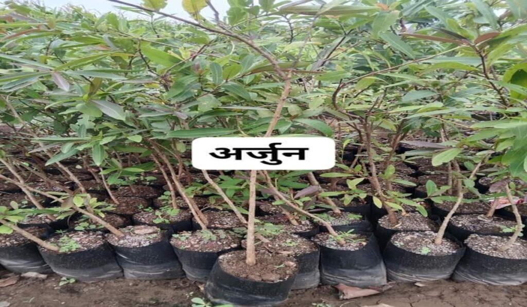 Forestry Plants
