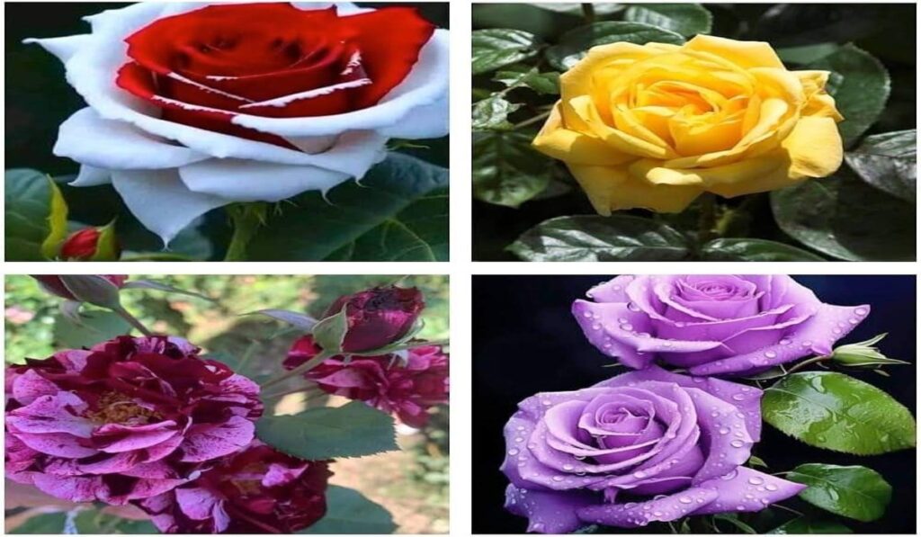 Flower Plants