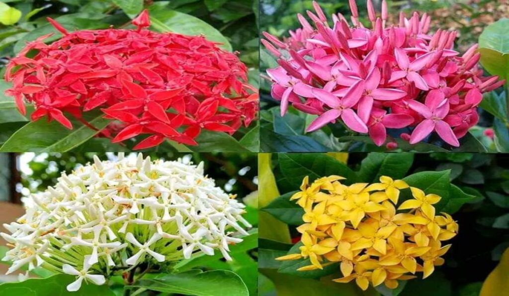 Flower Plants