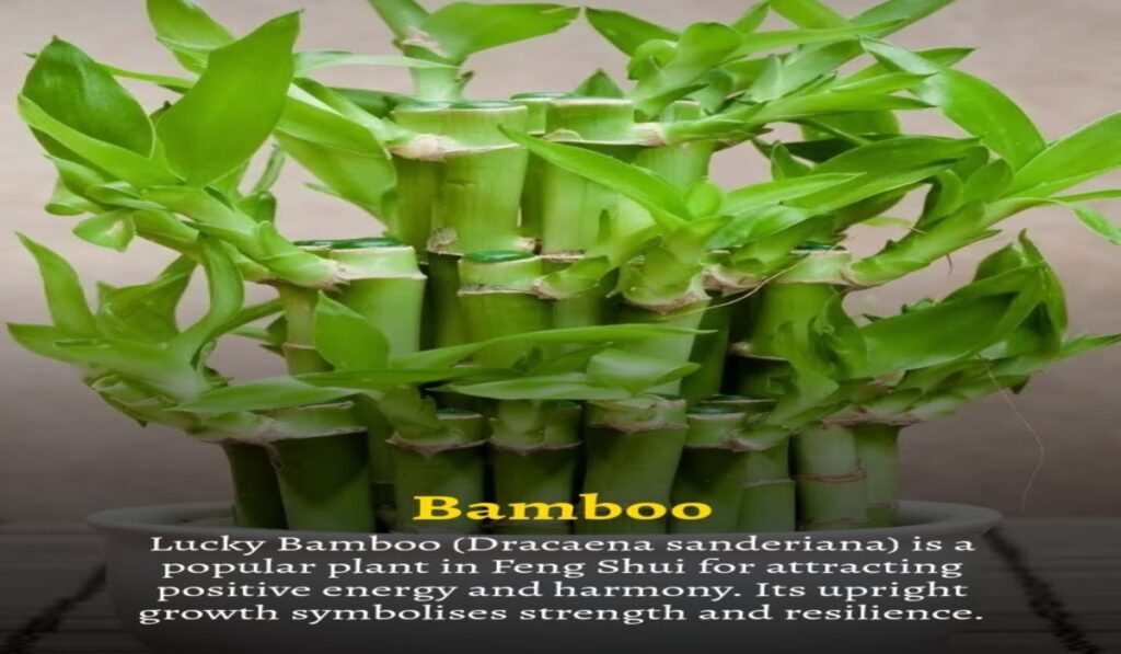 Indoor Plants