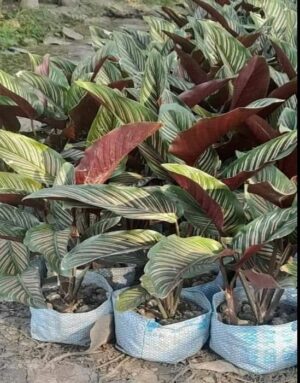 Show plant 3