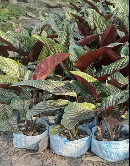 Show plant 3