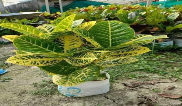 Croton 4 - Image 2