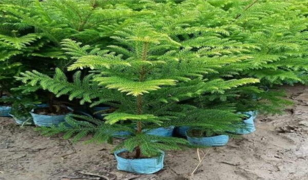 Krishmas