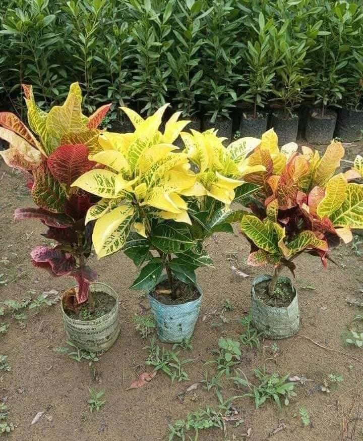 Outdoor Plant