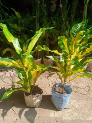 Croton 5