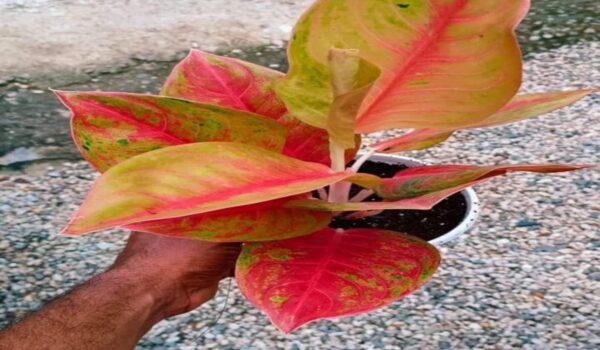 Aglaonema Plant - Image 6