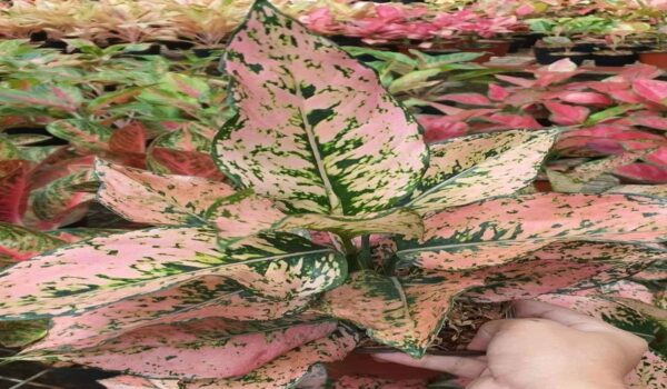 Aglaonema Plant - Image 7