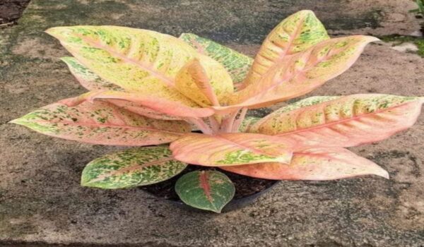 Aglaonema Plant - Image 2