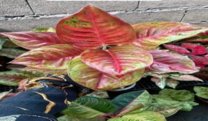 Aglaonema Plant