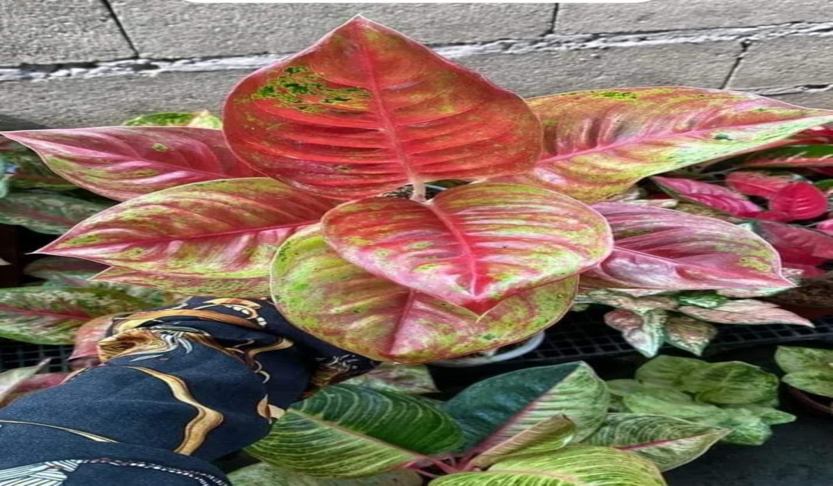 Aglaonema Plant