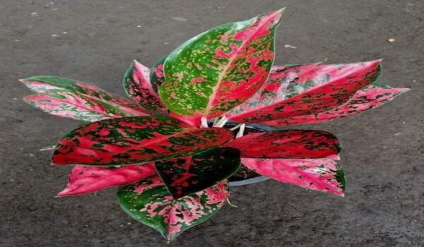 Aglaonema Plant - Image 4