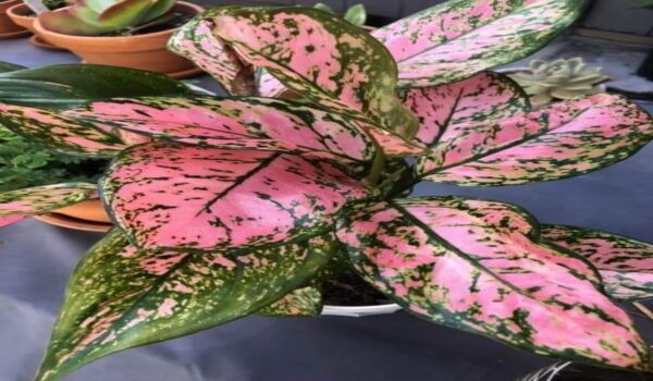 Aglaonema Plant - Image 5