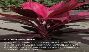 Cordyline