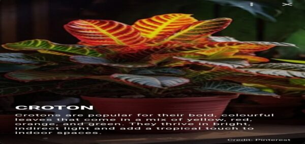 Croton 4