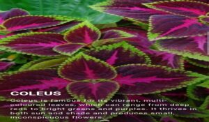Coleus