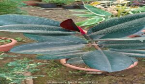 Rubber Plant
