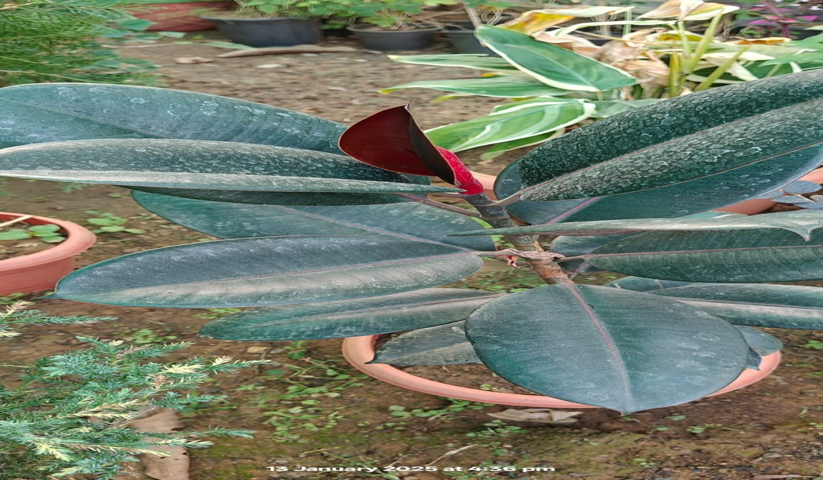 Rubber Plant