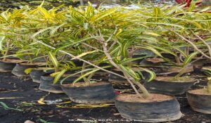 Croton 2