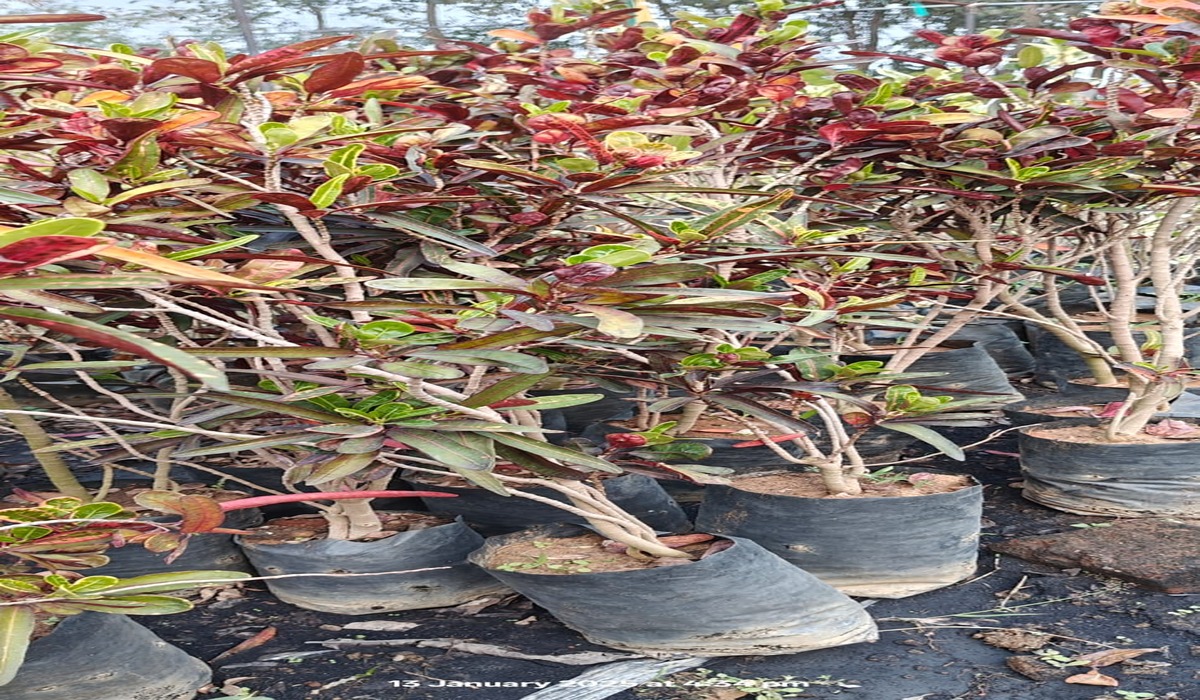 Croton 1