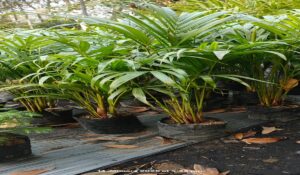 Arica Palm