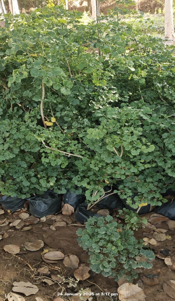 Aralia 2 - Image 2