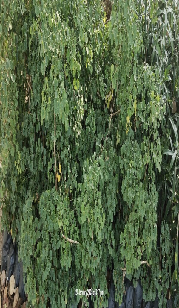 Ashoka Plant - Image 2