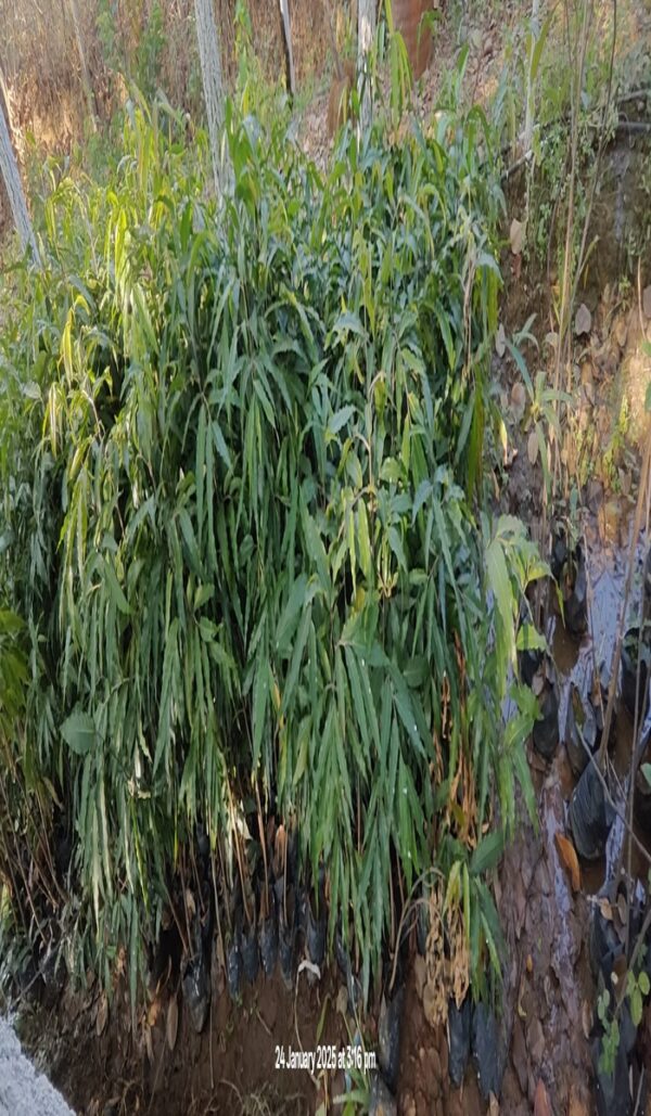 Ashoka Plant - Image 3
