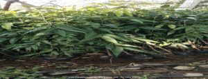Ashoka Plant