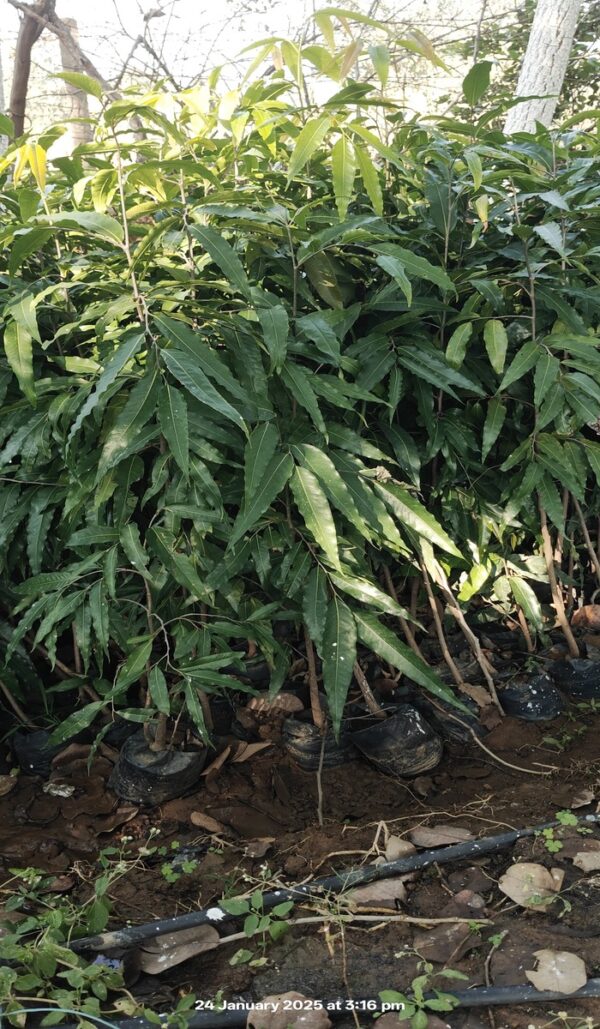 Ashoka Plant - Image 4