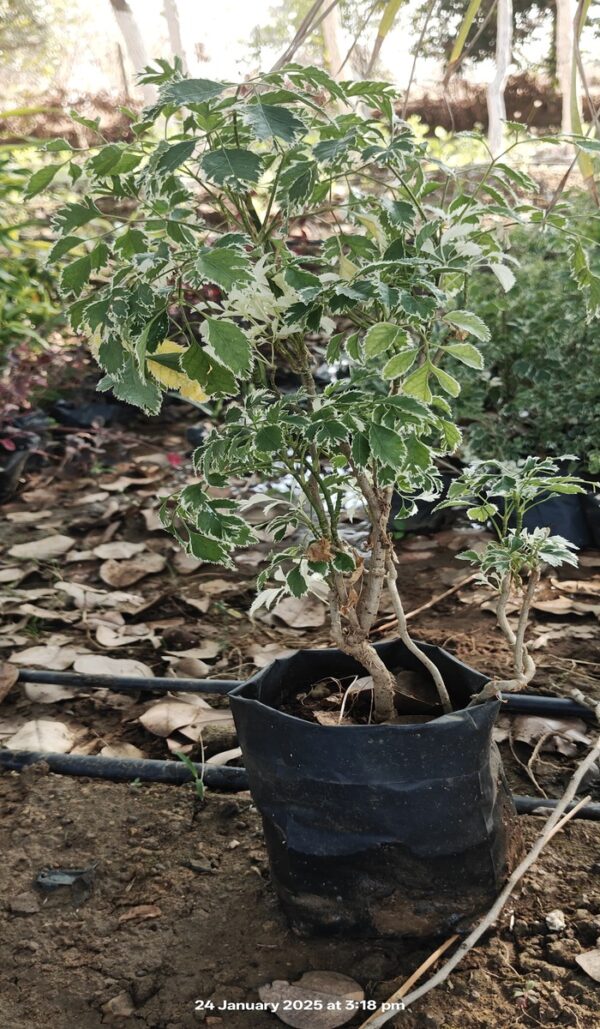 Aralia 1 - Image 2