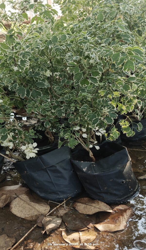 Aralia 1 - Image 3