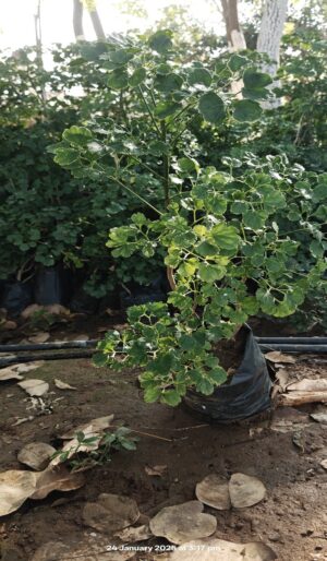 Aralia 2