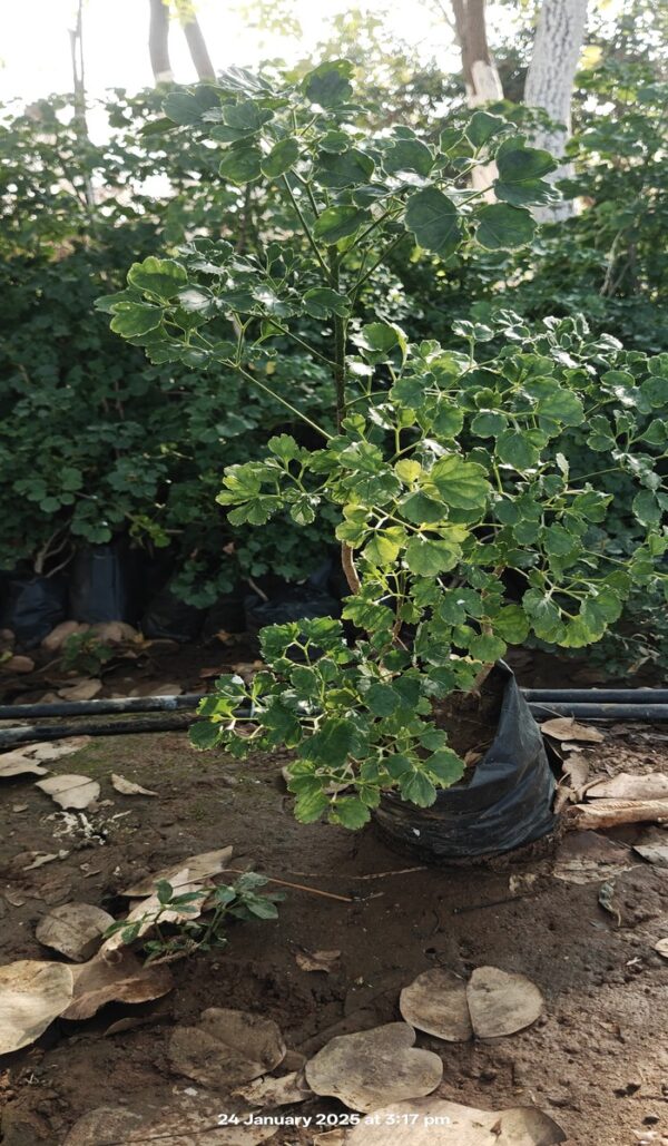 Aralia 2