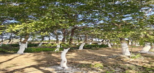 white Chandan - Image 3