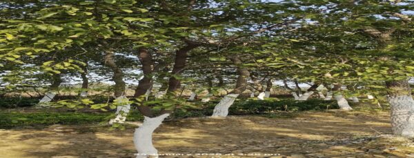 white Chandan - Image 4