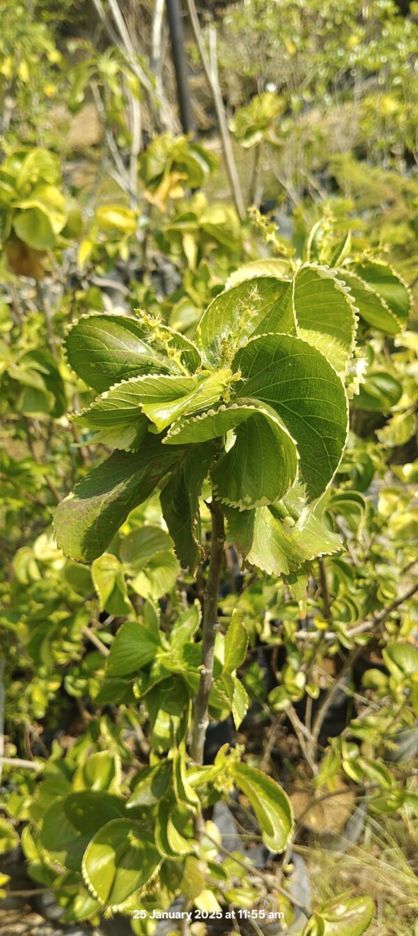 Acalypha Green - Image 2