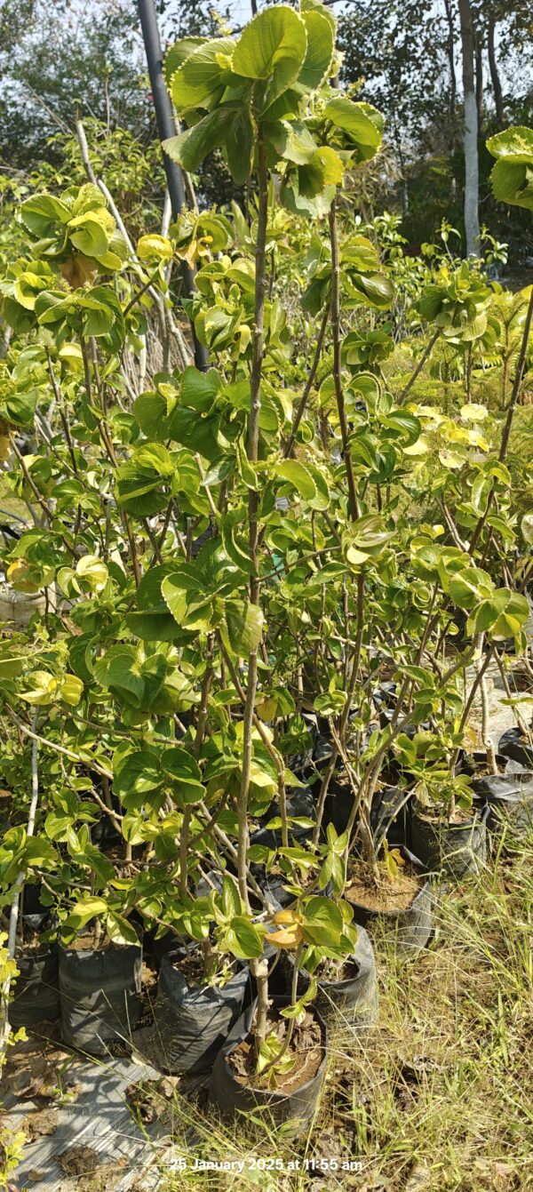 Acalypha Green - Image 3