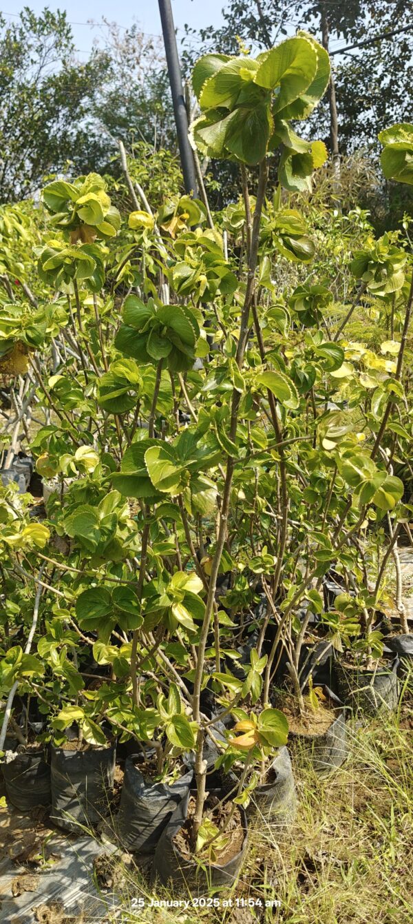 Acalypha Green - Image 4