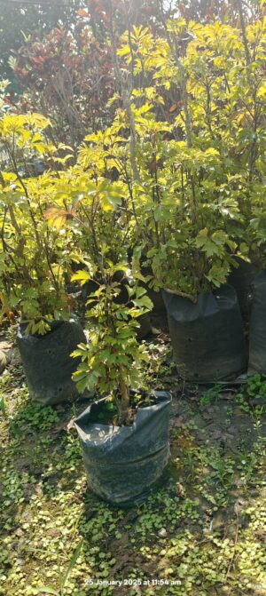 Aralia 3