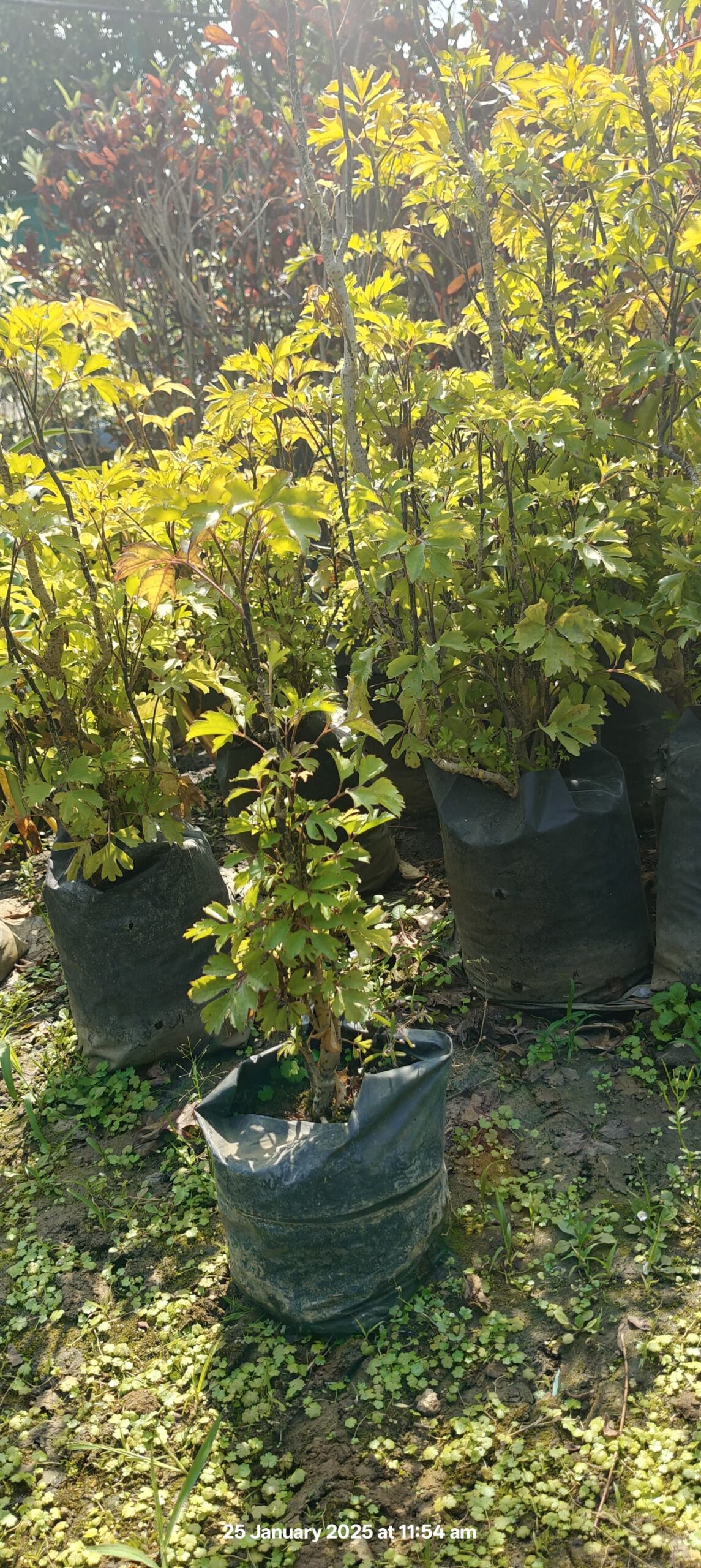 Aralia 3