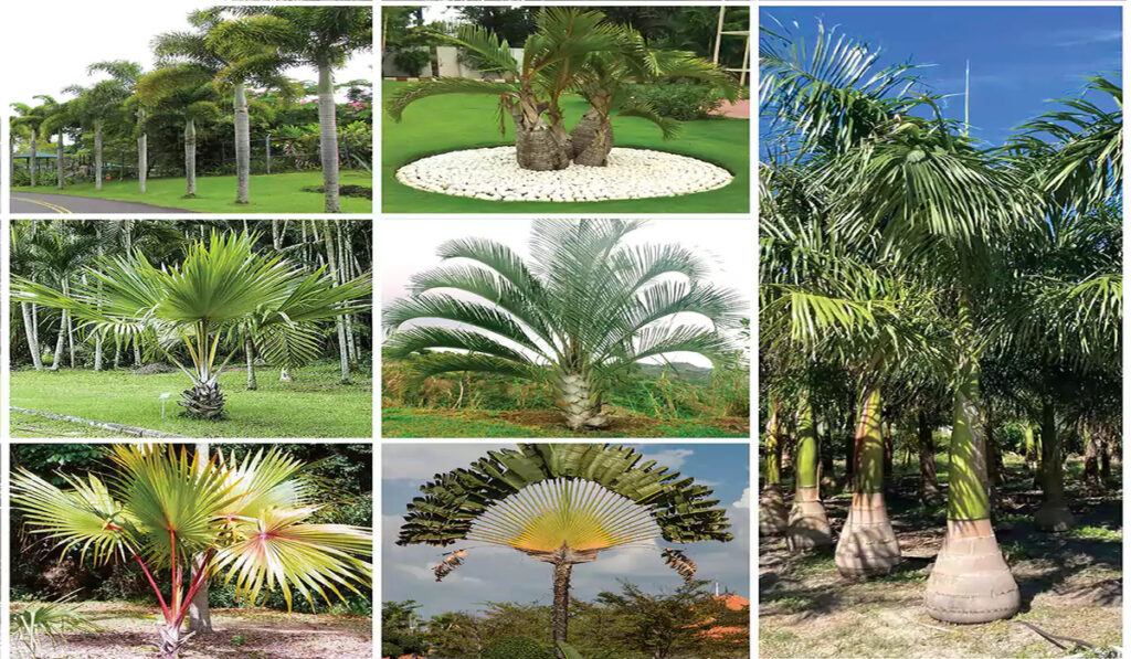 Palm Plants