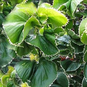 Acalypha Green