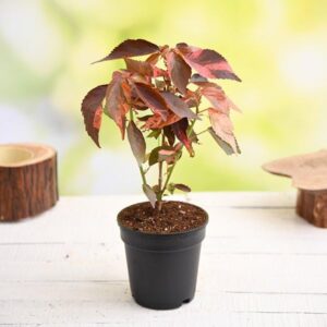 Acalypha wilkesiana